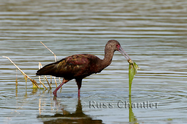 White-faced Ibis © Russ Chantler